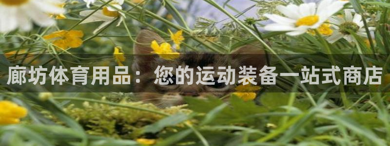 欧陆注册码：廊坊体育用品：您的运动装备一站式商店