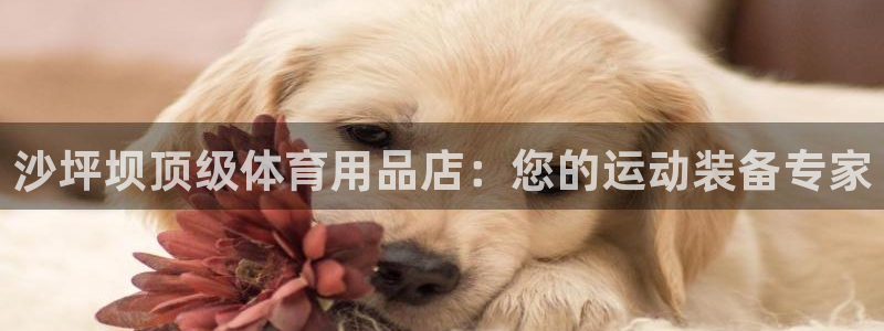欧陆娱乐是正规平台吗安全吗：沙坪坝顶级体育用品店：您